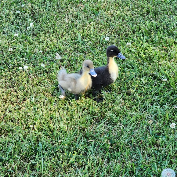 Meet your Posher, Kathy - Picture 3 of 4